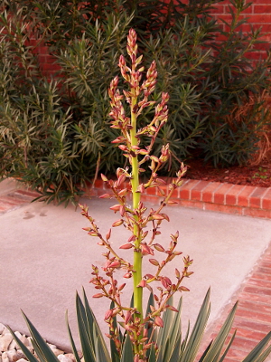 [Buds are starting to separate from the bud stems.]